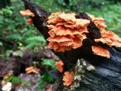 Orange Fungus on the Laurel Highlands Trail